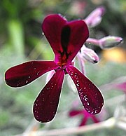 pelargonium_sidoides_180_3 pelargonium_sidoides_180_3