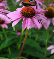 Echinacea Echinacea