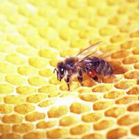 Propolis Propolis